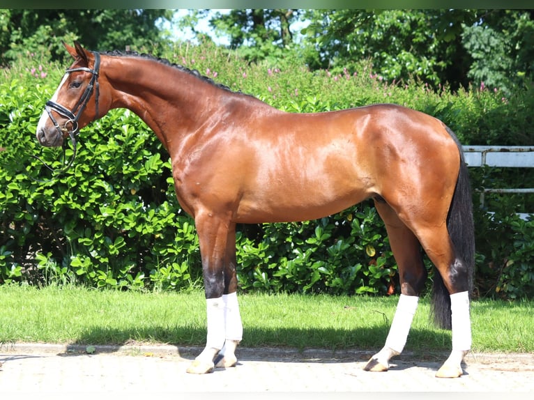 Hannoveriano Caballo castrado 4 años 165 cm Castaño in Selsingen