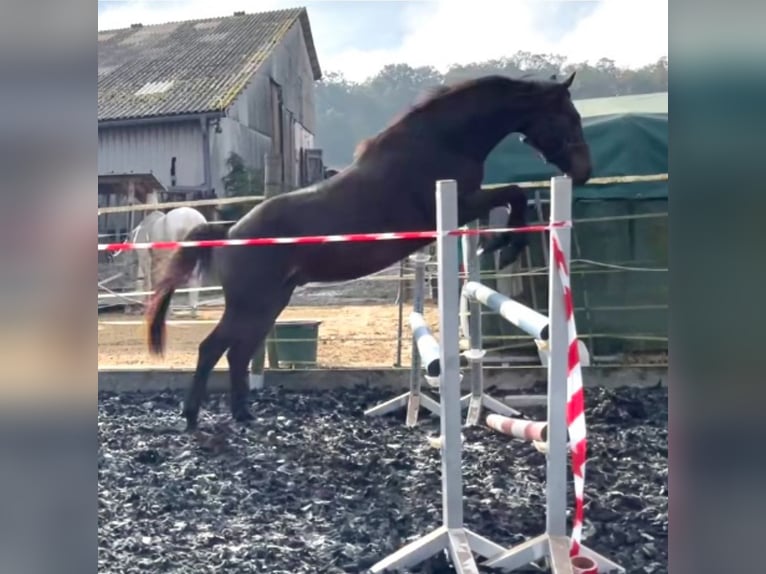 Hannoveriano Caballo castrado 4 años 165 cm Castaño oscuro in Wölfersheim