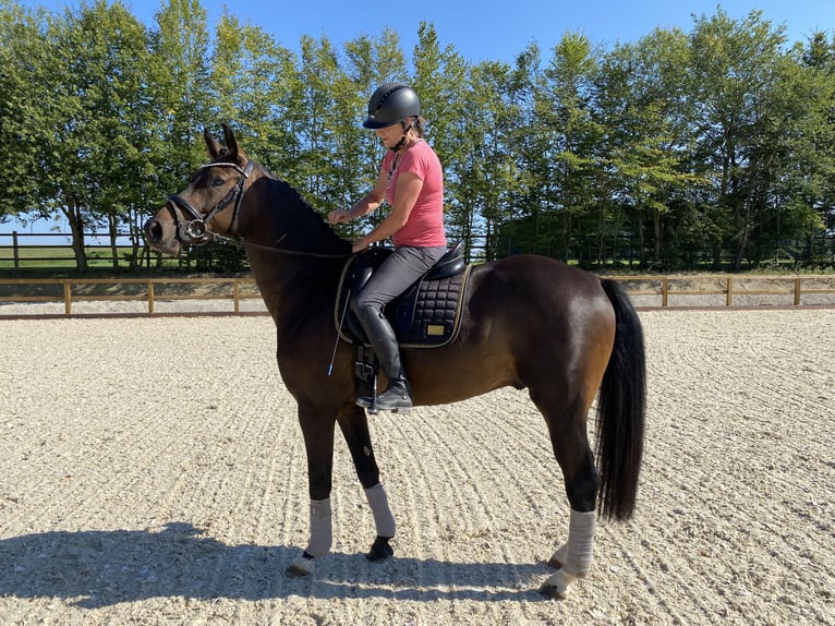 Hannoveriano Caballo castrado 4 años 165 cm Castaño oscuro in Traunreut