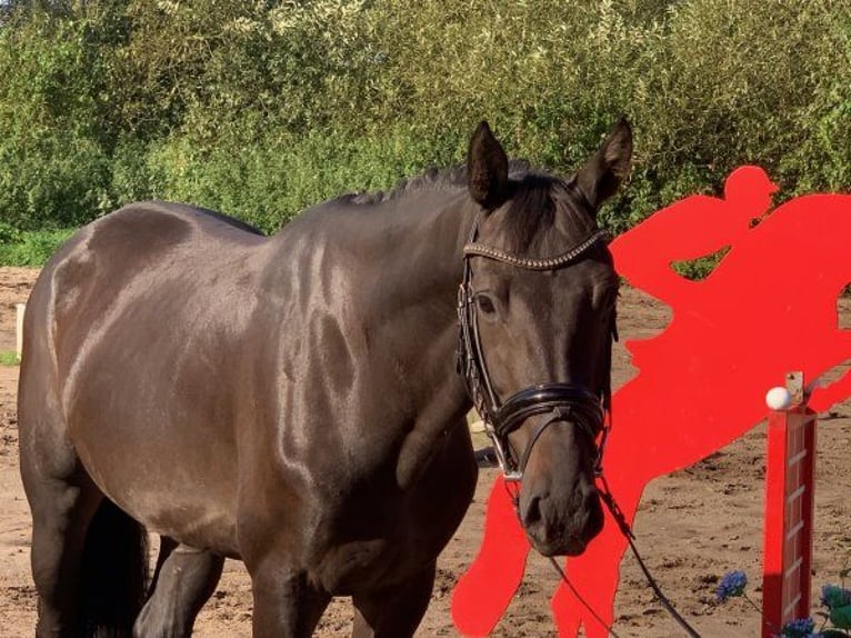 Hannoveriano Caballo castrado 4 años 165 cm Castaño oscuro in Verden (Aller)