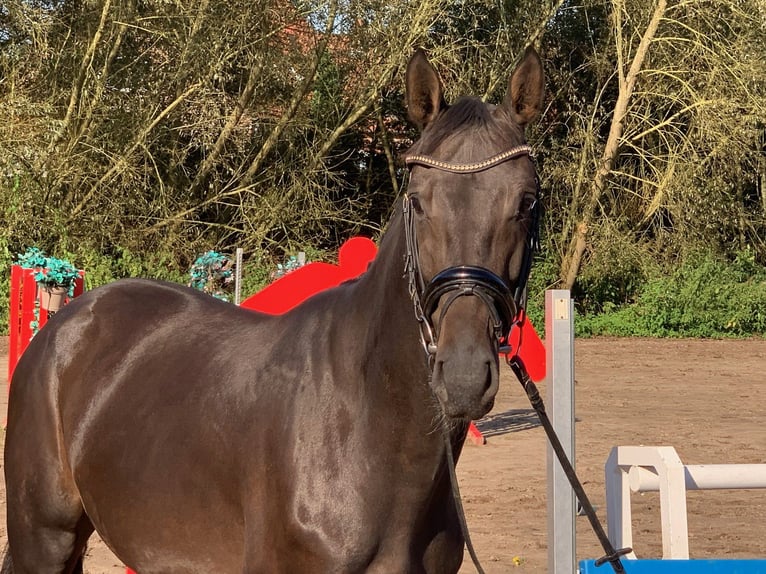 Hannoveriano Caballo castrado 4 años 165 cm Castaño oscuro in Verden (Aller)