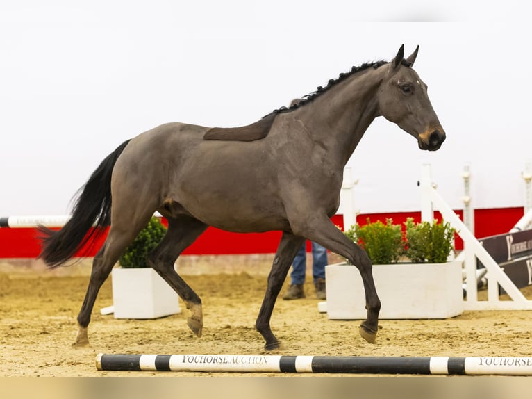 Hannoveriano Caballo castrado 4 años 165 cm Castaño oscuro in Waddinxveen