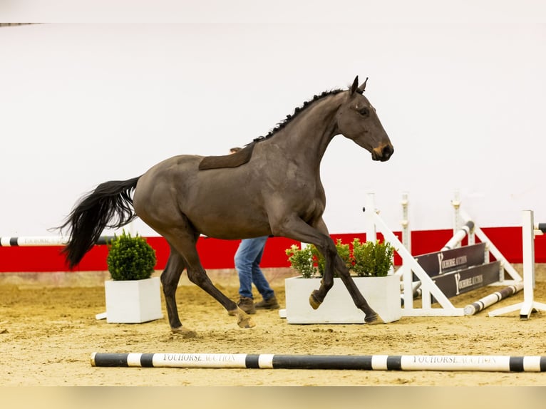 Hannoveriano Caballo castrado 4 años 165 cm Castaño oscuro in Waddinxveen