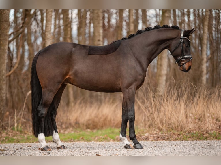 Hannoveriano Caballo castrado 4 años 165 cm Morcillo in Wehringen