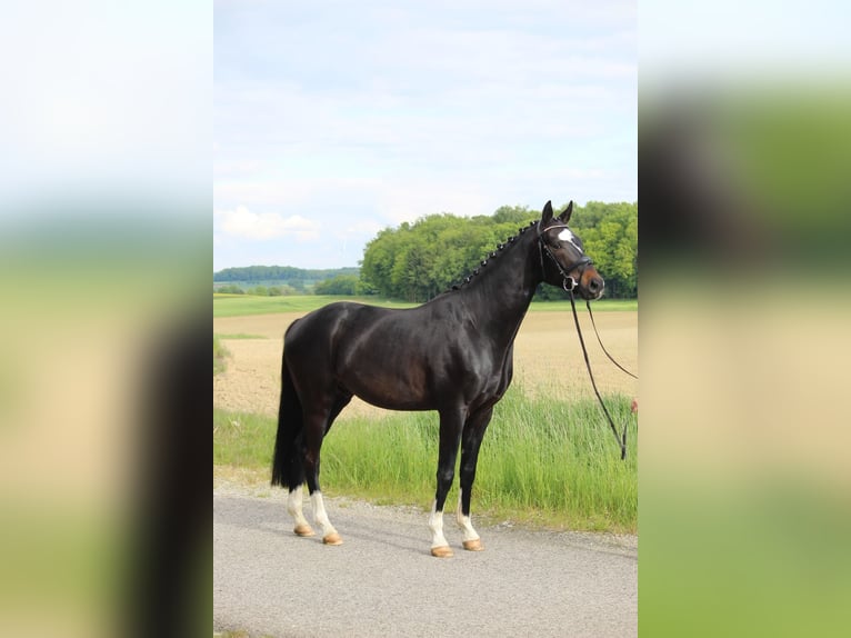 Hannoveriano Caballo castrado 4 años 165 cm Morcillo in Schrozberg