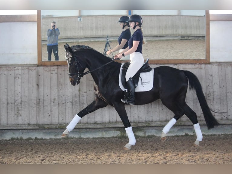 Hannoveriano Caballo castrado 4 años 165 cm Morcillo in Schrozberg