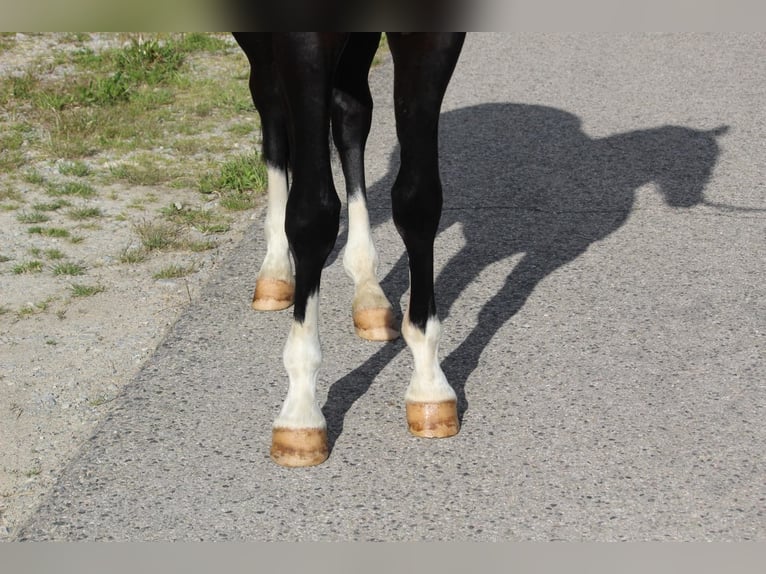 Hannoveriano Caballo castrado 4 años 165 cm Morcillo in Schrozberg