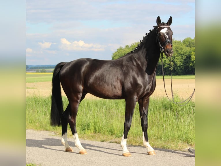 Hannoveriano Caballo castrado 4 años 165 cm Morcillo in Schrozberg