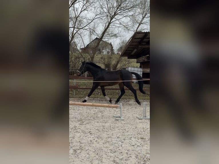 Hannoveriano Caballo castrado 4 años 165 cm Morcillo in Ronshausen