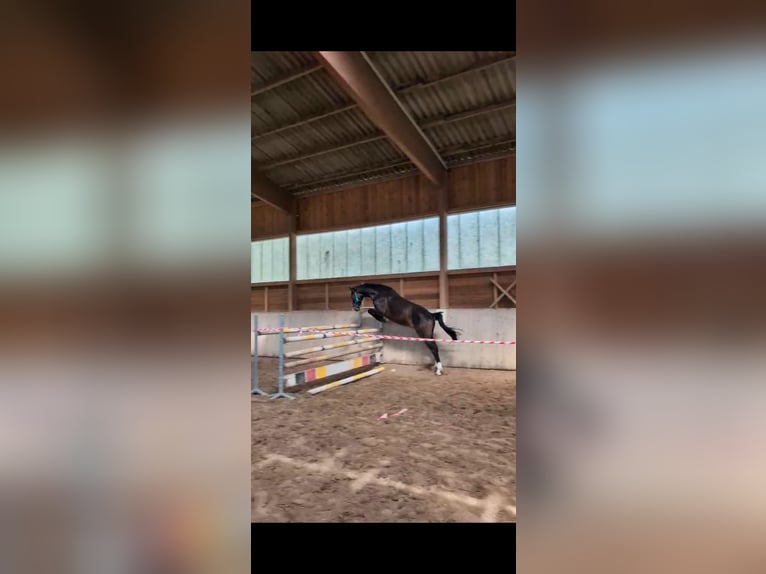 Hannoveriano Caballo castrado 4 años 165 cm Morcillo in Vellahn