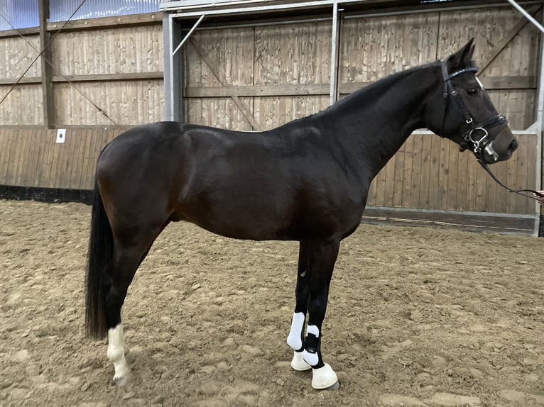 Hannoveriano Caballo castrado 4 años 165 cm Morcillo in Geestland