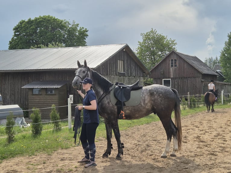 Hannoveriano Caballo castrado 4 años 165 cm Musgo in Telšiai, Lithuania