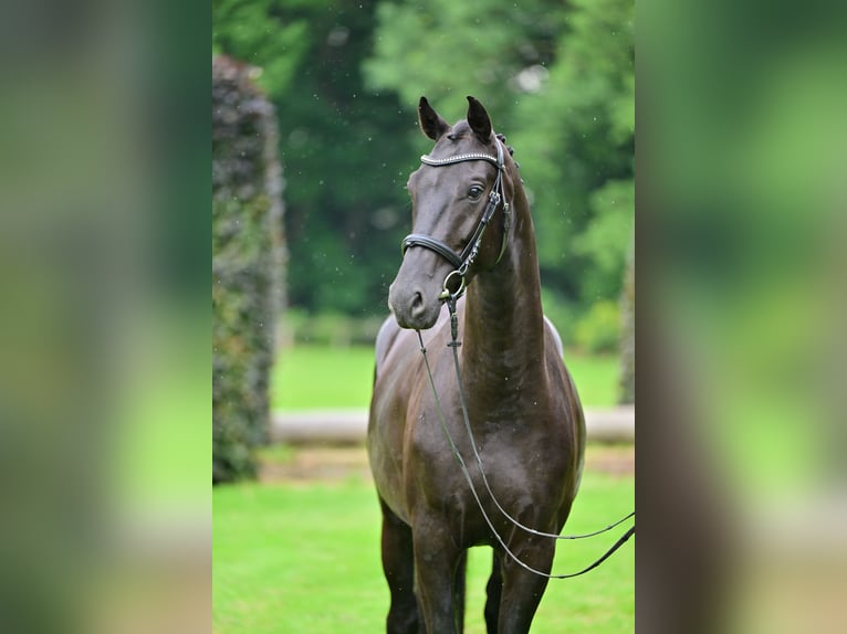 Hannoveriano Caballo castrado 4 años 165 cm Negro in Zossen