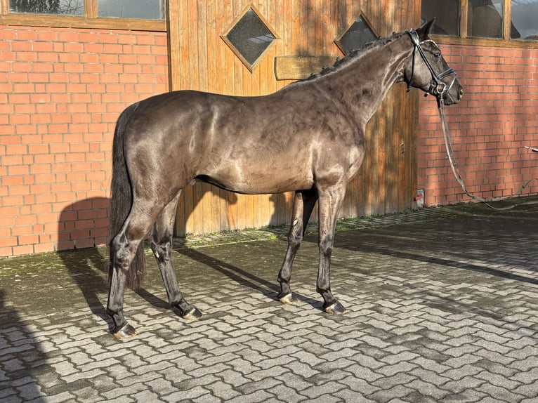 Hannoveriano Caballo castrado 4 años 165 cm Negro in Hamm