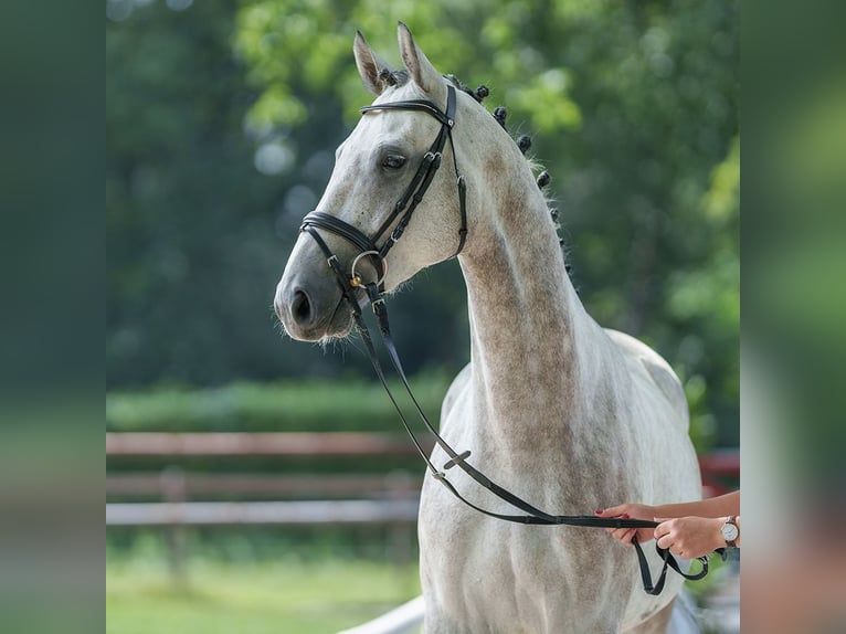 Hannoveriano Caballo castrado 4 años 165 cm Tordo in Münster