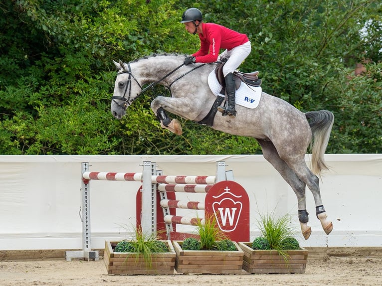 Hannoveriano Caballo castrado 4 años 165 cm Tordo in Münster