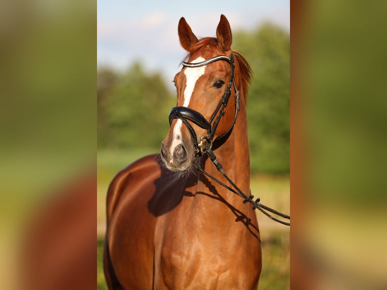 Hannoveriano Caballo castrado 4 años 166 cm Alazán in Ricklig