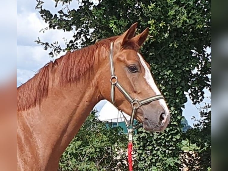 Hannoveriano Caballo castrado 4 años 166 cm Alazán in Wietmarschen