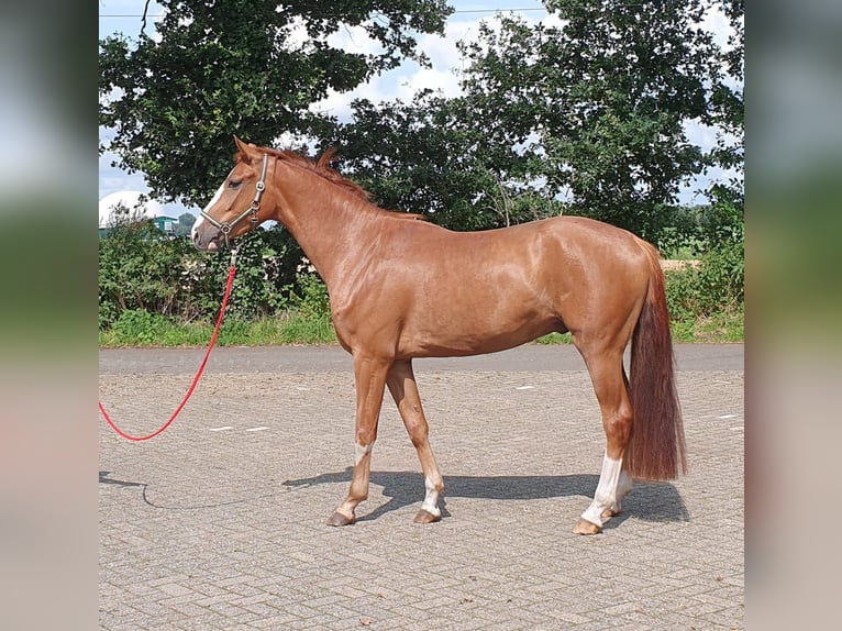 Hannoveriano Caballo castrado 4 años 166 cm Alazán in Wietmarschen