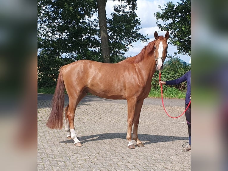 Hannoveriano Caballo castrado 4 años 166 cm Alazán in Wietmarschen