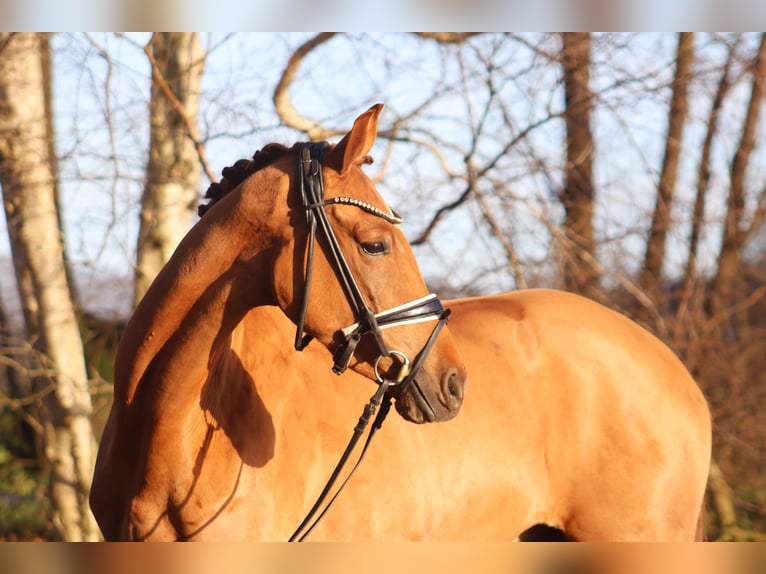 Hannoveriano Caballo castrado 4 años 166 cm Alazán in Reeßum