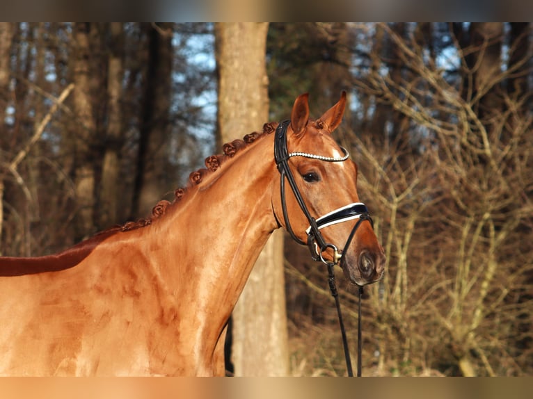 Hannoveriano Caballo castrado 4 años 166 cm Alazán in Reeßum