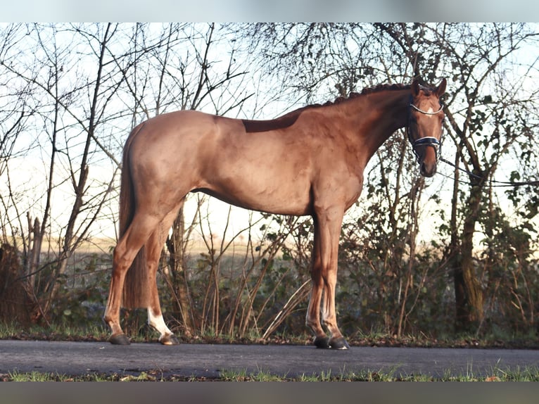 Hannoveriano Caballo castrado 4 años 166 cm Alazán in Reeßum