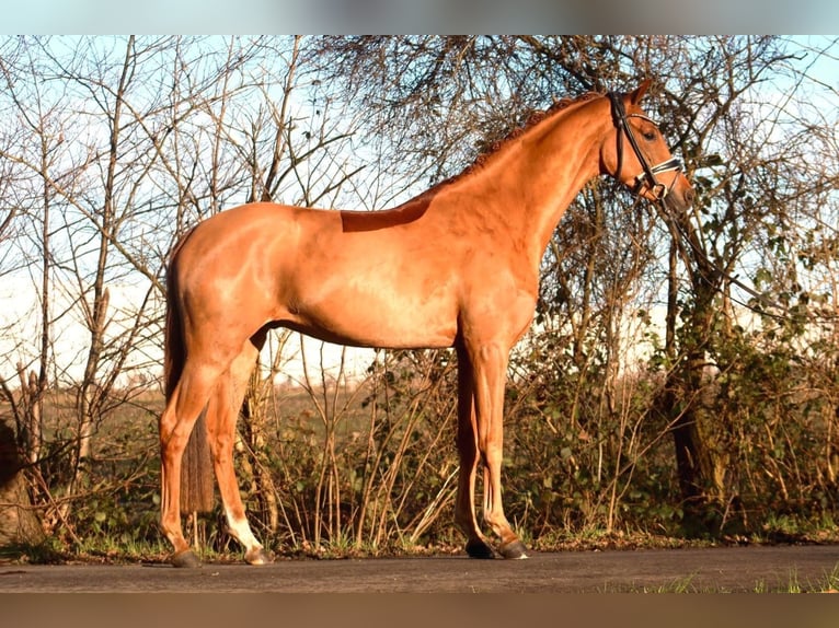 Hannoveriano Caballo castrado 4 años 166 cm Alazán in Reeßum