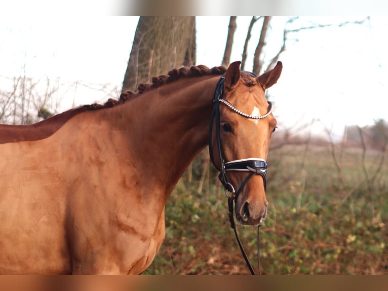 Hannoveriano Caballo castrado 4 años 166 cm Alazán in Reeßum