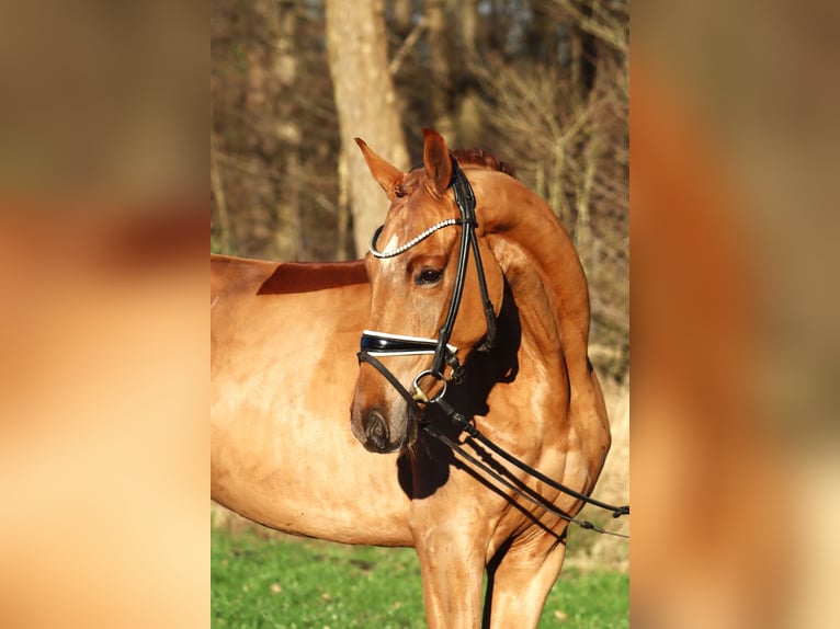 Hannoveriano Caballo castrado 4 años 166 cm Alazán in Reeßum