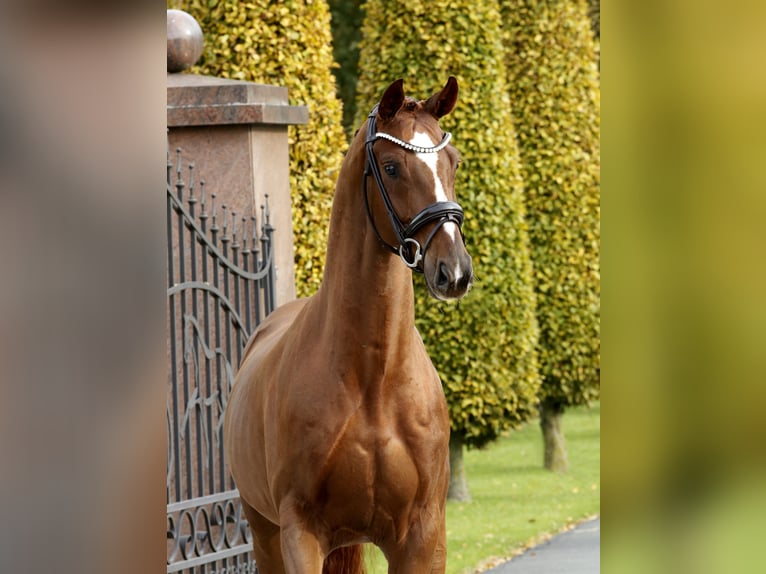 Hannoveriano Caballo castrado 4 años 166 cm Alazán in Steinfurt