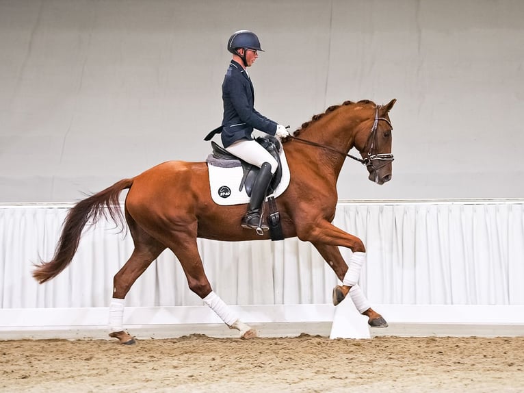 Hannoveriano Caballo castrado 4 años 166 cm Alazán in Verden