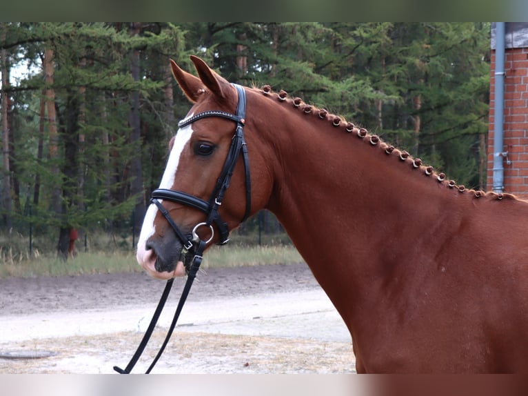 Hannoveriano Caballo castrado 4 años 166 cm Alazán in Celle