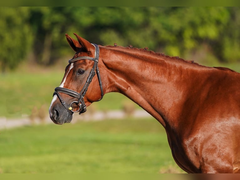 Hannoveriano Caballo castrado 4 años 166 cm Alazán in Prag