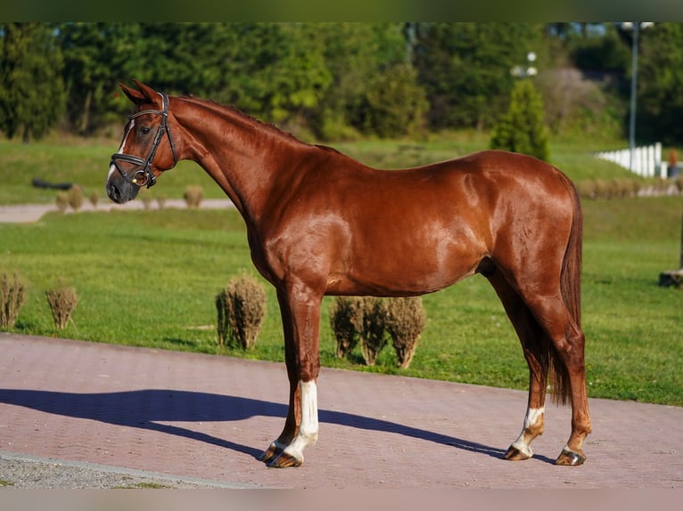 Hannoveriano Caballo castrado 4 años 166 cm Alazán in Prag