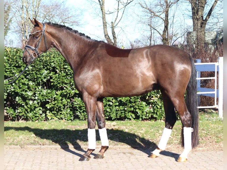 Hannoveriano Caballo castrado 4 años 166 cm Alazán-tostado in Selsingen