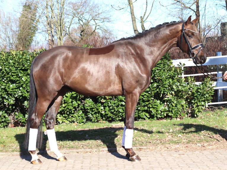 Hannoveriano Caballo castrado 4 años 166 cm Alazán-tostado in Selsingen
