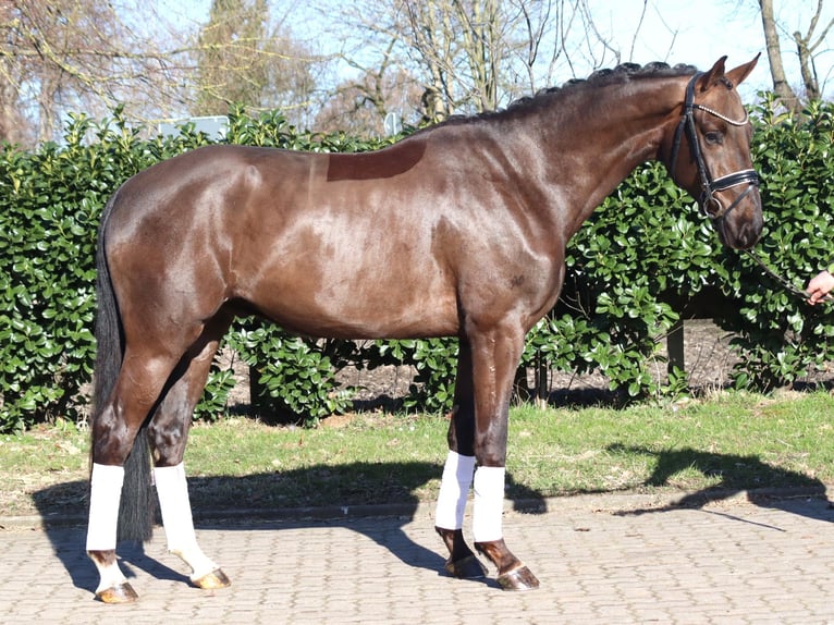 Hannoveriano Caballo castrado 4 años 166 cm Alazán-tostado in Selsingen