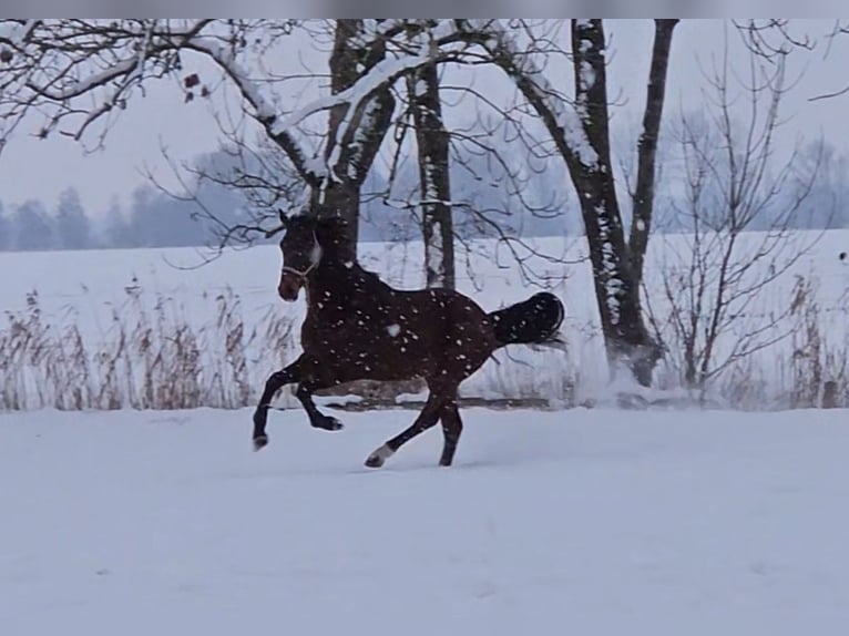 Hannoveriano Caballo castrado 4 años 166 cm Castaño in Osterbruch