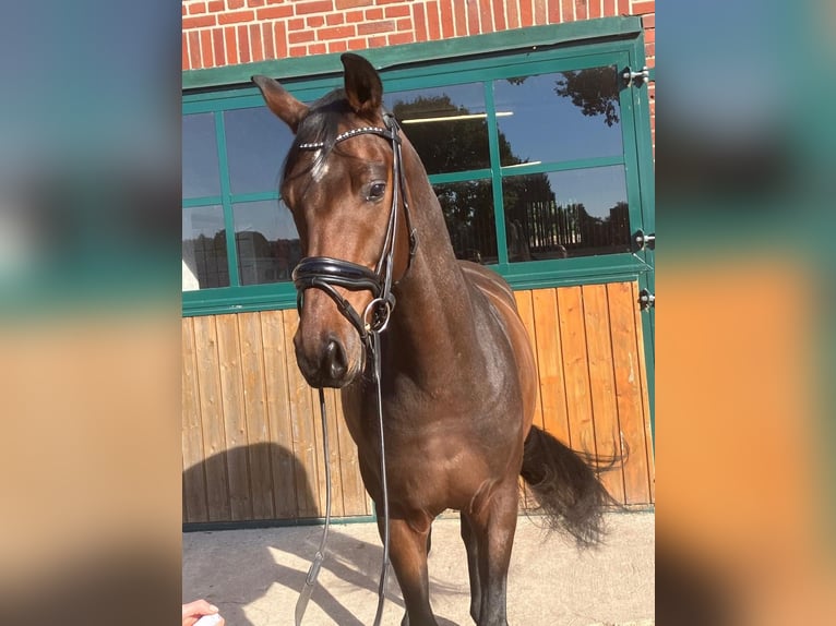 Hannoveriano Caballo castrado 4 años 166 cm Castaño in Hemslingen