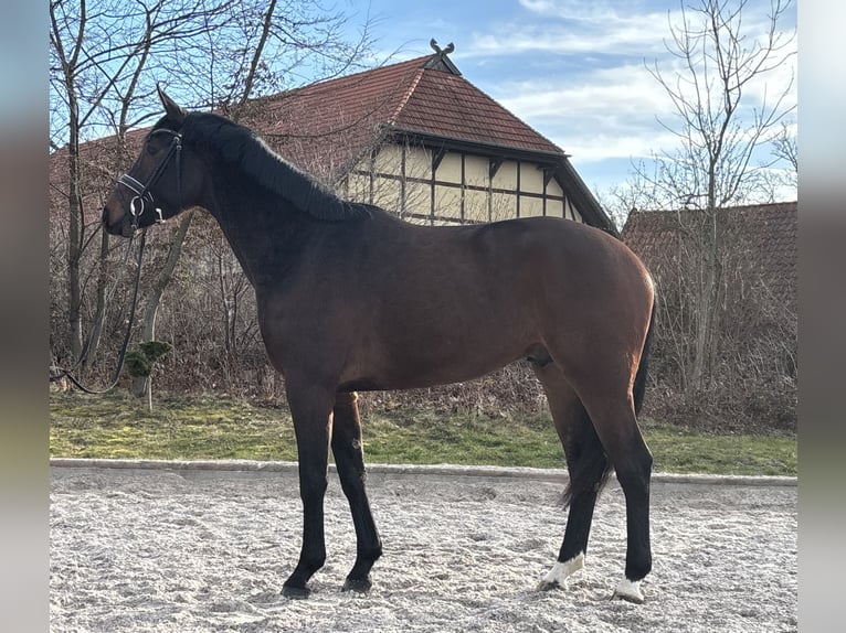 Hannoveriano Caballo castrado 4 años 166 cm Castaño in Römstedt