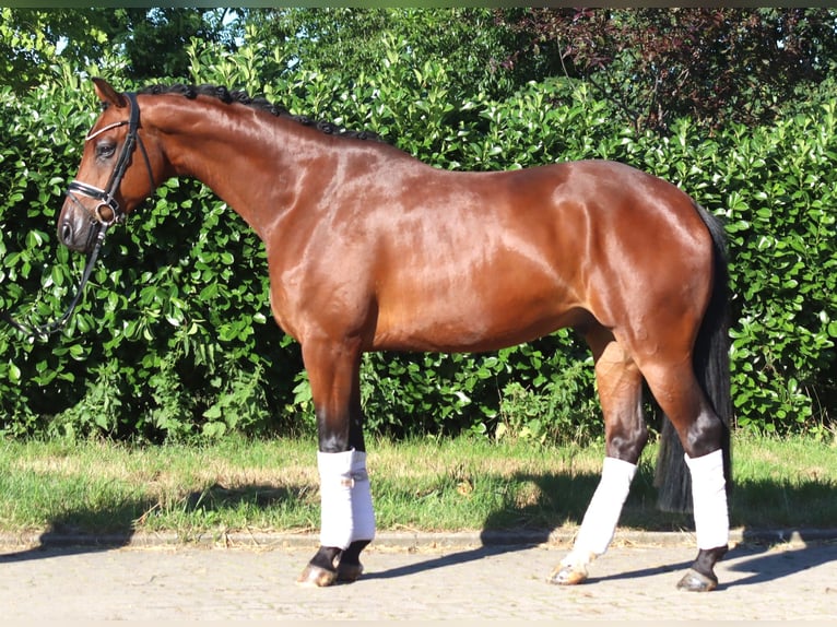 Hannoveriano Caballo castrado 4 años 166 cm Castaño in Selsingen