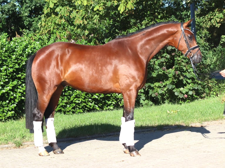 Hannoveriano Caballo castrado 4 años 166 cm Castaño in Selsingen