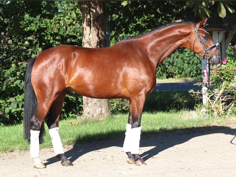 Hannoveriano Caballo castrado 4 años 166 cm Castaño in Selsingen