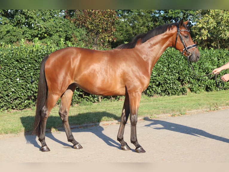 Hannoveriano Caballo castrado 4 años 166 cm Castaño in Selsingen