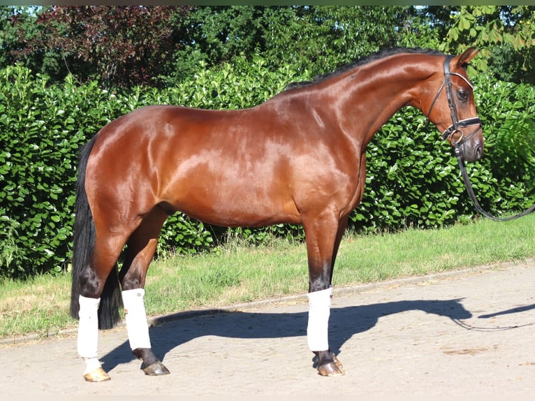 Hannoveriano Caballo castrado 4 años 166 cm Castaño in Selsingen
