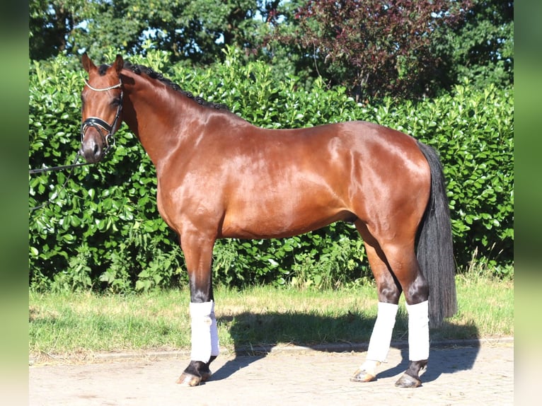 Hannoveriano Caballo castrado 4 años 166 cm Castaño in Selsingen
