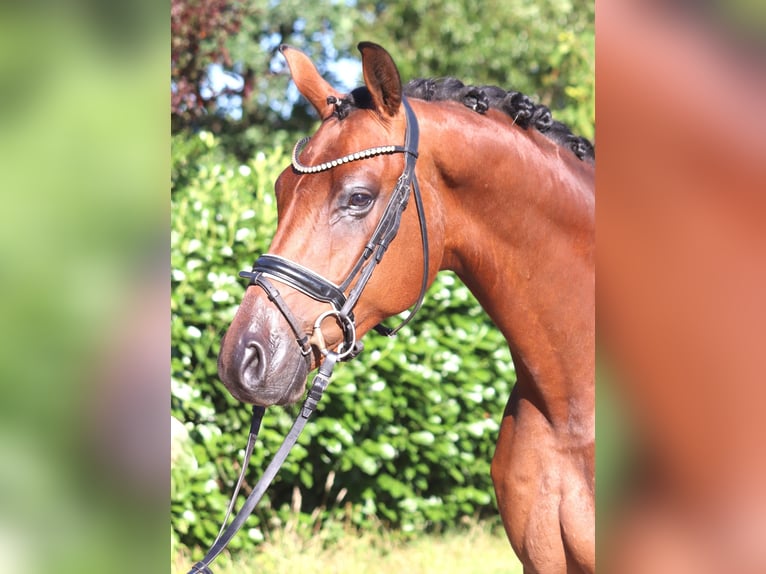 Hannoveriano Caballo castrado 4 años 166 cm Castaño in Selsingen