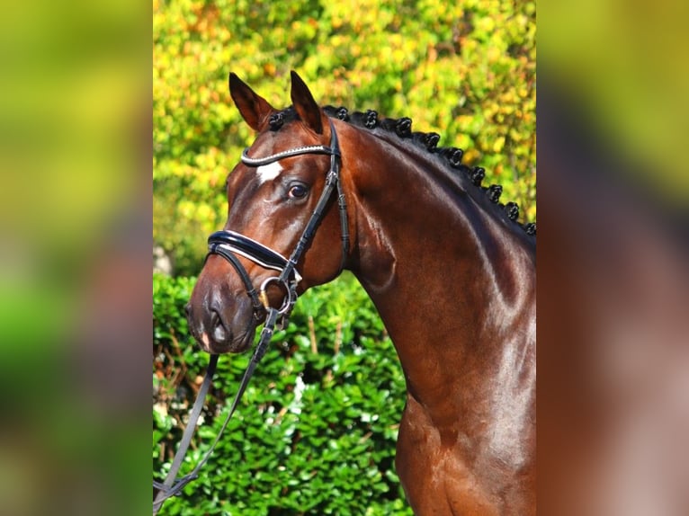 Hannoveriano Caballo castrado 4 años 166 cm Castaño in Selsingen