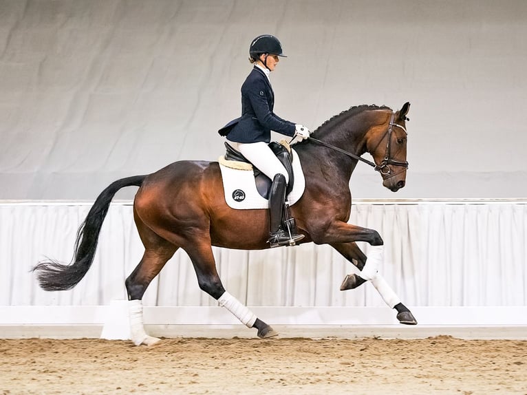 Hannoveriano Caballo castrado 4 años 166 cm Castaño in Verden